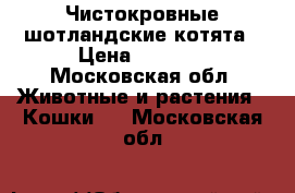 Чистокровные шотландские котята › Цена ­ 5 000 - Московская обл. Животные и растения » Кошки   . Московская обл.